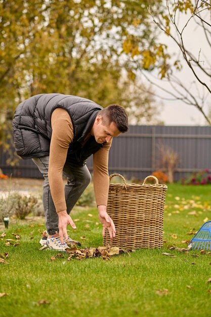 Laubhaufen. Junger erwachsener Mann beugte sich mit ausgestreckten Armen zu einem Haufen gelber Blätter, die am Herbsttag auf grünem Rasen in der Nähe des Korbes im Garten liegen