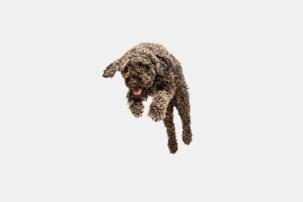 Kostenloses Foto laufen. netter süßer welpe des niedlichen hundes oder des haustieres lagotto romagnolo, das auf weiß aufwirft