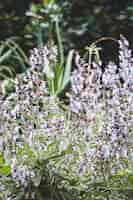 Kostenloses Foto lavanda blumen im feld