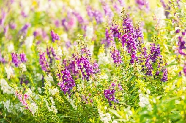 Lavendel-Blumengarten