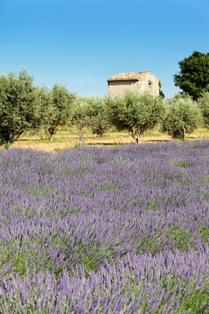 Lavendel und kleines Haus