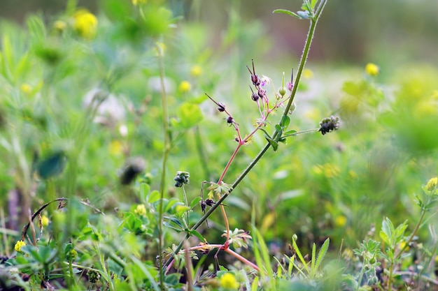 Lavendel vor dem Blühen