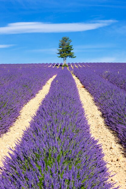 Lavendelfeld mit Baum in der Provence, Frankreich