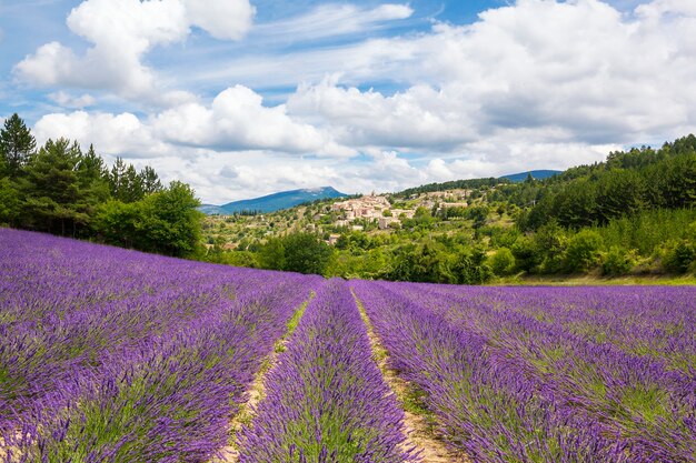 Lavendelfeld und Dorf, Frankreich.