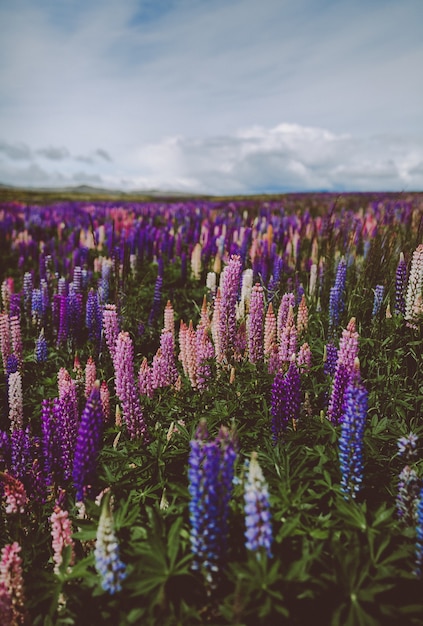 Lavendelgarten in Neuseeland unter einem bewölkten Himmel mit einem verschwommenen Hintergrund