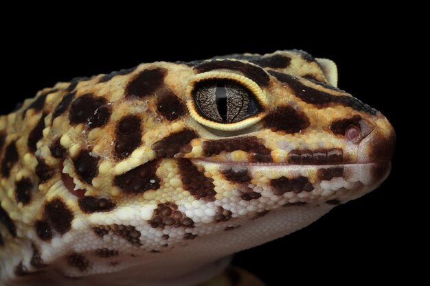 Kostenloses Foto leaopard gecko nahaufnahme kopf leaopard gecko vorderansicht nahaufnahme gecko gesicht