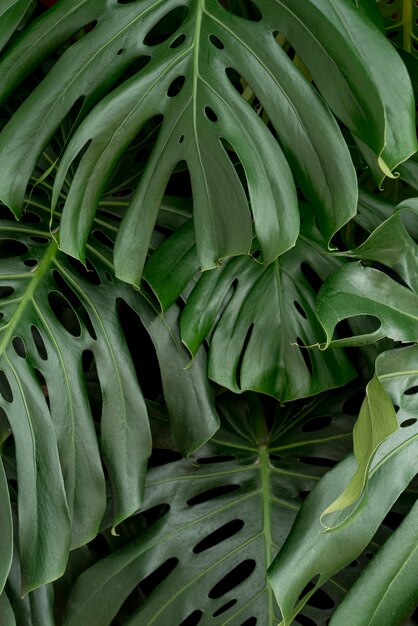 Lebhaftes botanisches Konzept der Nahaufnahme