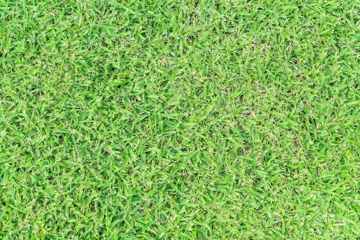 Kostenlose Foto leeres gras für den hintergrund