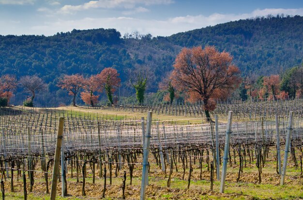 Leeres Weinfeld und Bäume und Berge gegen einen bewölkten blauen Himmel in der Toskana, Italien