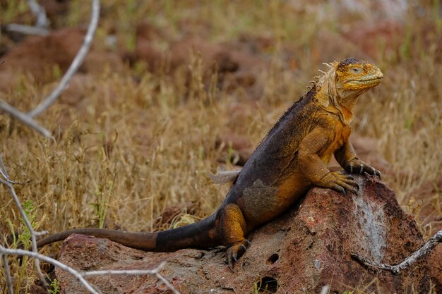 Leguan, der auf einem Felsen nahe dem trockenen Grasfeld mit unscharfem Hintergrund steht