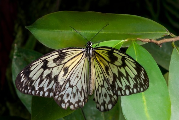 Leichter Schmetterling der Draufsicht auf Blatt