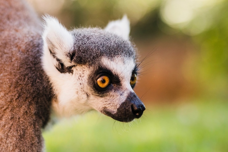 Kostenlose Foto lemur