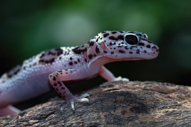 Leopard Gecko Nahaufnahme Gesicht mit natürlichem Hintergrund Leopard Gecko Nahaufnahme Kopf Tier Nahaufnahme