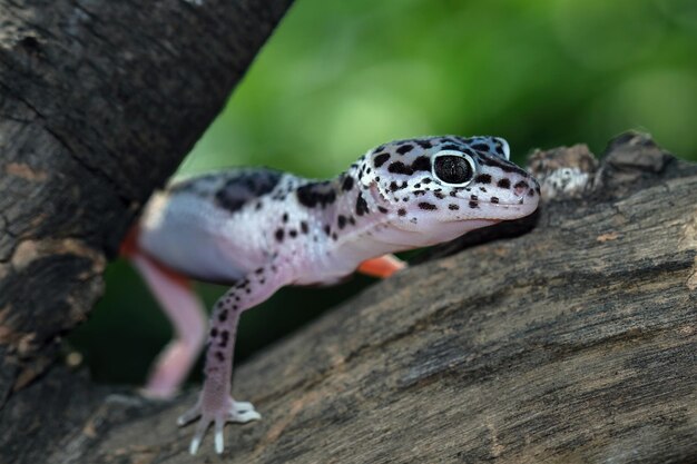 Leopard Gecko Nahaufnahme Gesicht mit natürlichem Hintergrund Leopard Gecko Nahaufnahme Kopf Tier Nahaufnahme