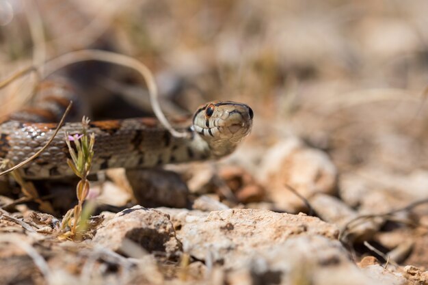 Leopardenschlange, die auf Felsen und trockener Vegetation in Malta rutscht