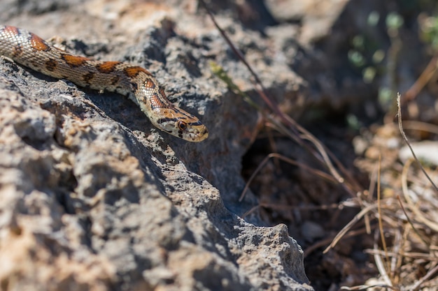 Leopardenschlange oder Europäische Ratsnake, Zamenis Situla, die auf Felsen und trockener Vegetation in Malta glitt?