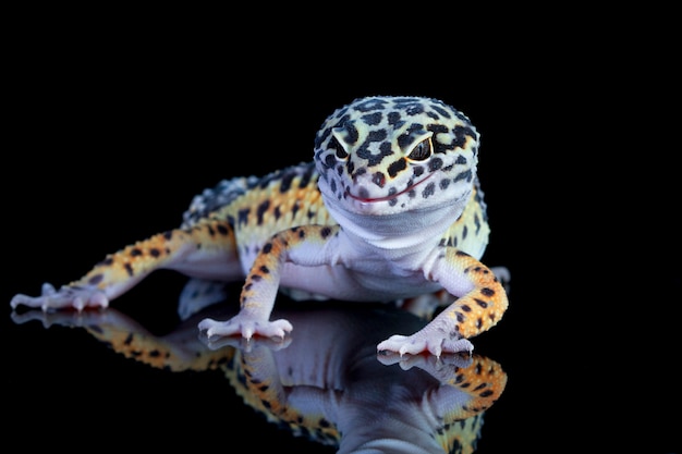 Kostenloses Foto leopardgecko-closup auf holz