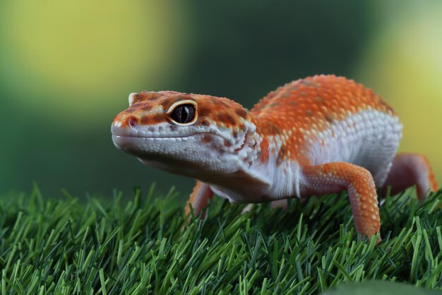 Leopardgeckol Nahaufnahme Kopf auf grünem Gras Leopardgecko sucht nach Beute