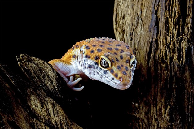 Leopardgeckol-Nahaufnahme Kopf auf Holz Leopardgecko-Nahaufnahme