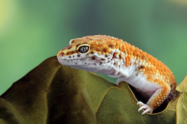 Leopardgeckol-Nahaufnahmekopf auf Holzleopardgecko sucht nach Beute