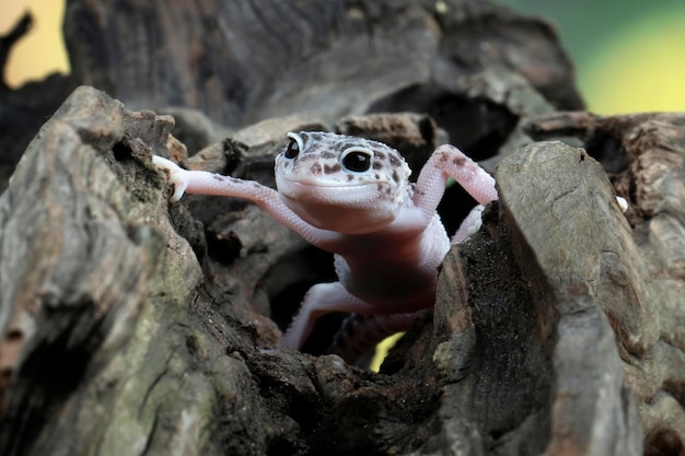 Leopardgeckol-Nahaufnahmekopf auf Holzleopardgecko sucht nach Beute