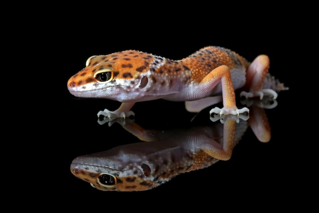 Leopardgeckonahaufnahme in der Reflexion mit schwarzem Hintergrund