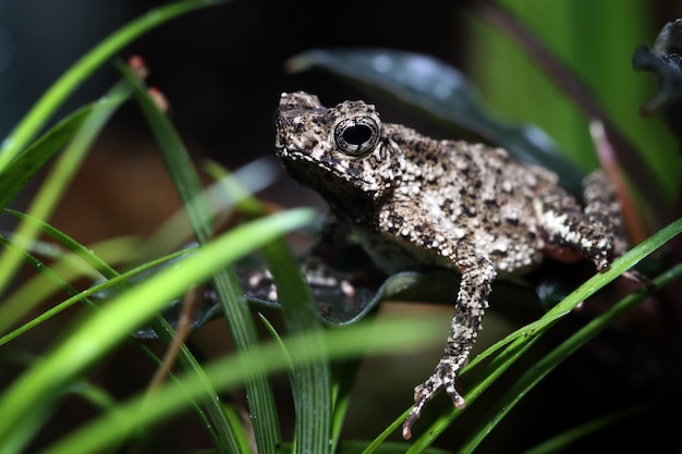 Leptophryne Borbonica chatching Fruchtfliege Leptophryne Borbonica Nahaufnahme Vorderansicht