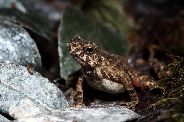 Leptophryne Borbonica chatching Fruchtfliege Leptophryne Borbonica Nahaufnahme Vorderansicht