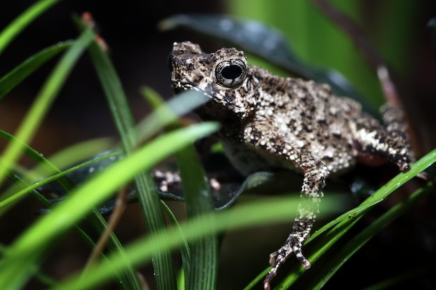 Leptophryne Borbonica chatten Fruchtfliege Leptophryne Borbonica Nahaufnahme Vorderansicht