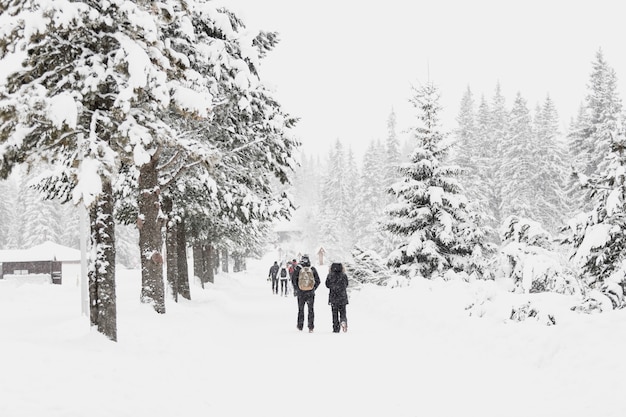 Leute, die auf schneebedeckte Wälder gehen