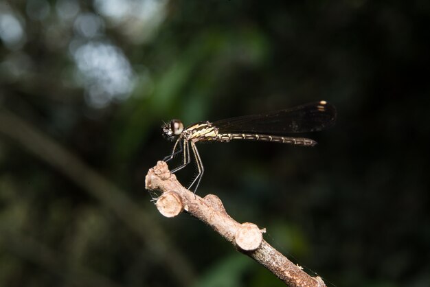 Libelle auf Baumast