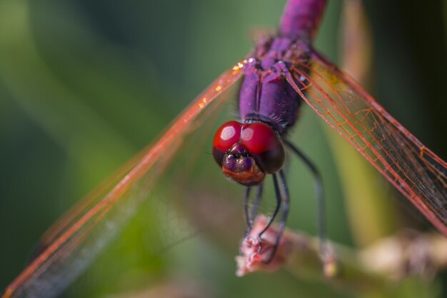 Libelle thront auf braunem Stiel