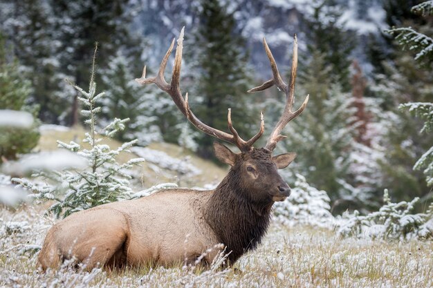 Liebenswerte Wapiti-Hirsche in einem verschneiten Feld