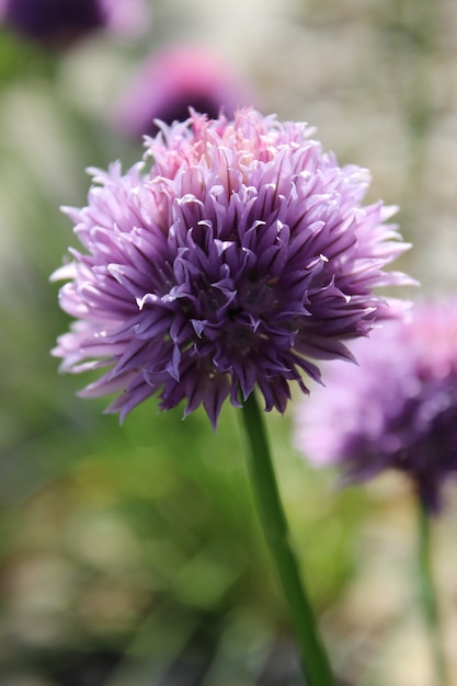 lila blühender wilder Schnittlauch im Garten