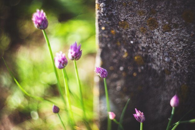 Lila Blüten mit verschwommenen Hintergrund