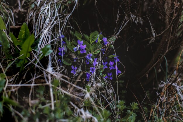 Lila Blumen in der Nähe von Blättern