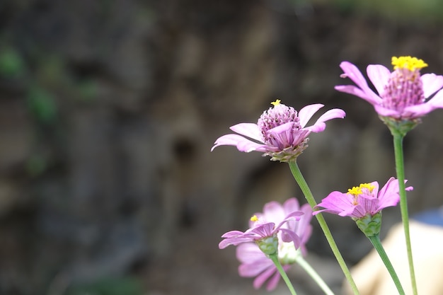 Lila Blumen mit defokussiert Hintergrund