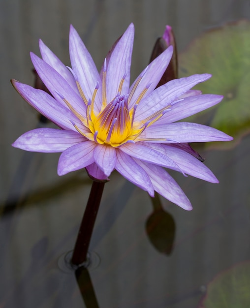 Lila Lotusblüte im Teich