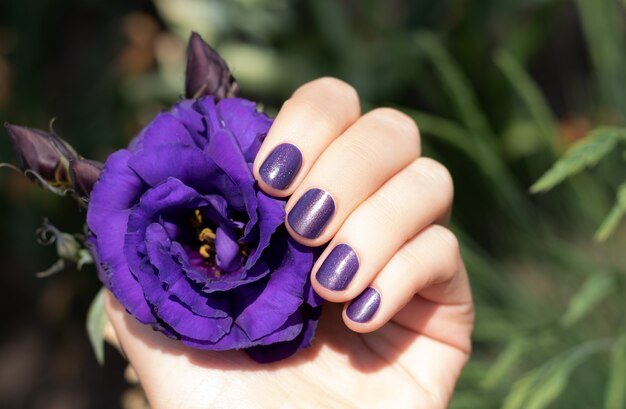 Lila Nageldesign. Weibliche Hand mit lila Maniküre, die Eustoma-Blume hält