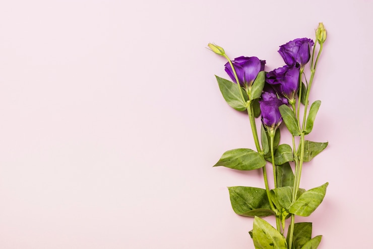 Kostenlose Foto lila rosen auf rosa hintergrund
