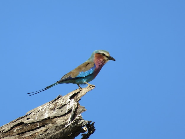 Lilac-breasted Roller Bird thront auf einem Baumstamm im Hintergrund des blauen Himmels, die Fauna von Tansania