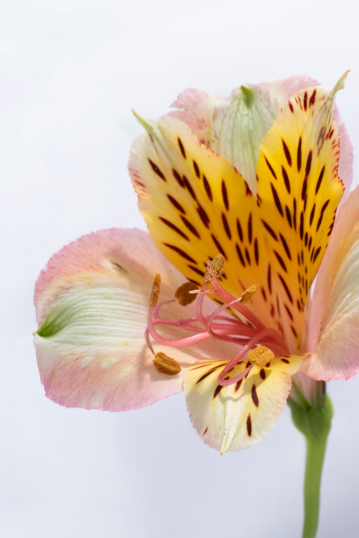 Kostenlose Foto lilienblume im himmel