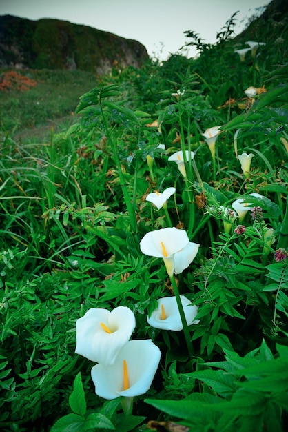 Kostenloses Foto lily valley in big sur, kalifornien