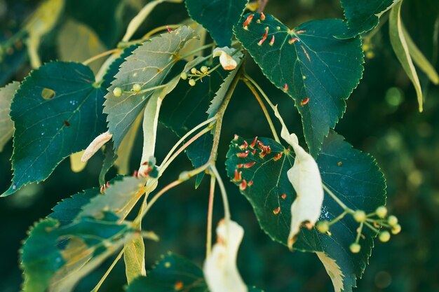 Lindenblätter betroffen Linden-Gallmilbe Eriophyes tiliae Foto in hoher Qualität Nahaufnahme selektiver Fokus