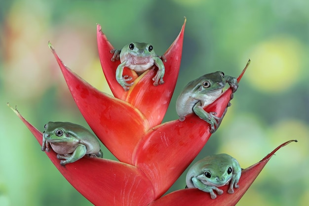 Kostenloses Foto litoria caerulea laubfrosch auf roter knospe plumper frosch auf ast tier nahaufnahme amphibien nahaufnahme