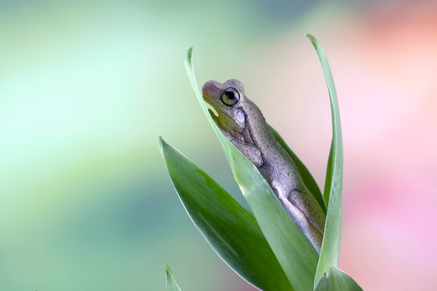 Litoria rubella Laubfrosch auf grünen Blättern Australischer Laubfrosch Nahaufnahme auf grünen Blättern Wüstenlaubfrosch Nahaufnahme