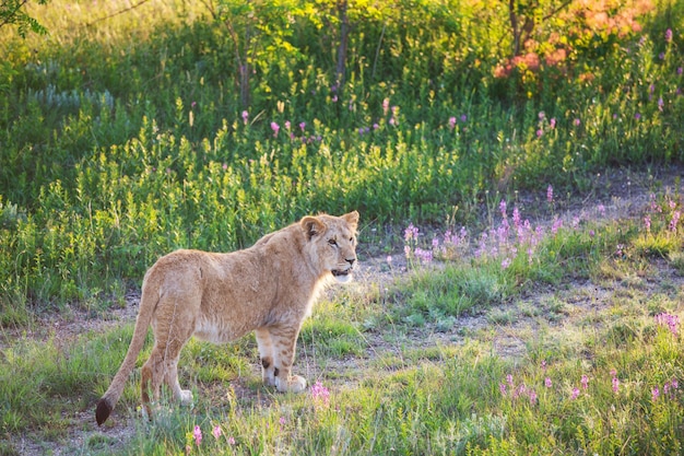 Löwe