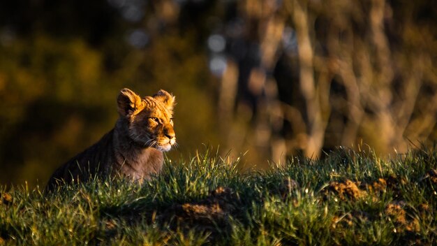 Löwenjunges, das auf dem Gras sitzt und stillsteht