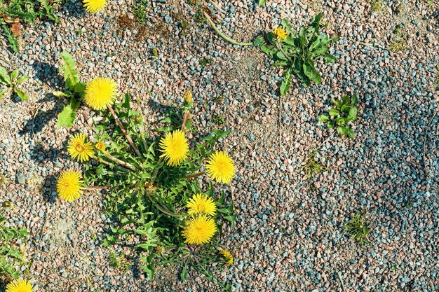 Löwenzahn wächst auf einem Kiesweg in der Draufsicht des Parks mit Kopierbereich Ökologische Pflege für die Natur frische Tapetenidee