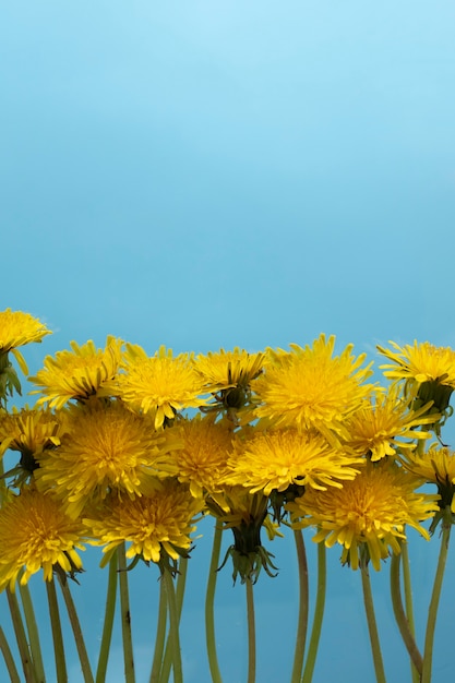 Kostenloses Foto löwenzahnblume im himmel